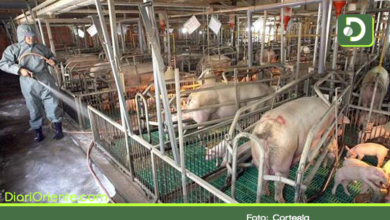 Photo of Porkcolombia: Así son los protocolos de bioseguridad que implementa el sector porcicultor