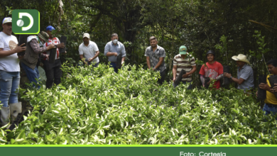 Photo of En Sonsón, inició la siembra de 14 mil árboles de limón Tahití para exportar.