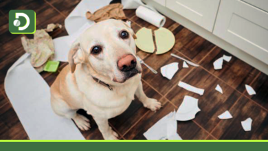 Photo of Siete trucos para acostumbrar a tu perro a quedarse solo en casa: sin hacer daños